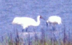 Aransas NWR, TX - Mar. 29, 1986