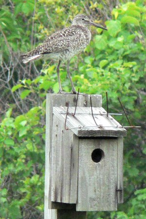 Jamaica Bay Refuge, NY - May 26, 2006 - adult breeding Eastern race