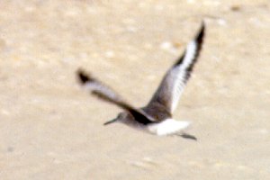 Hatteras Flats, NC - Aug. 23, 1987