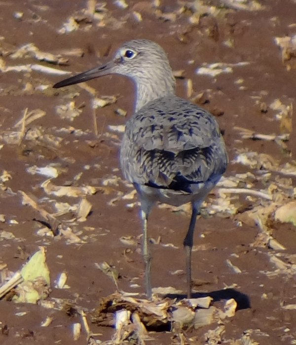 North of Yuma, AZ - Apr. 21, 2013 - adult breeding Western race