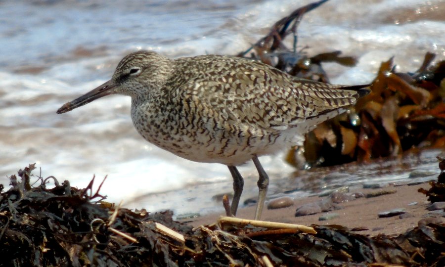 Waterside Provincial Park, NS - May 5, 2015 - adult breeding Eastern race