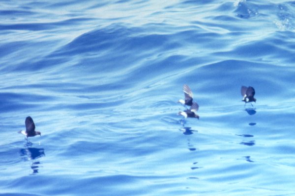 Offshore from Manteo, NC - Aug. 21, 1987