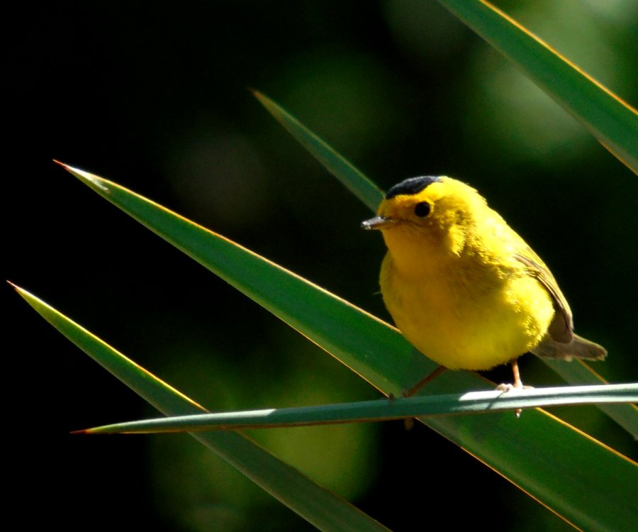Boyce Thompson Arboretum State Park, Superior, AZ - Apr. 29, 2016 - male