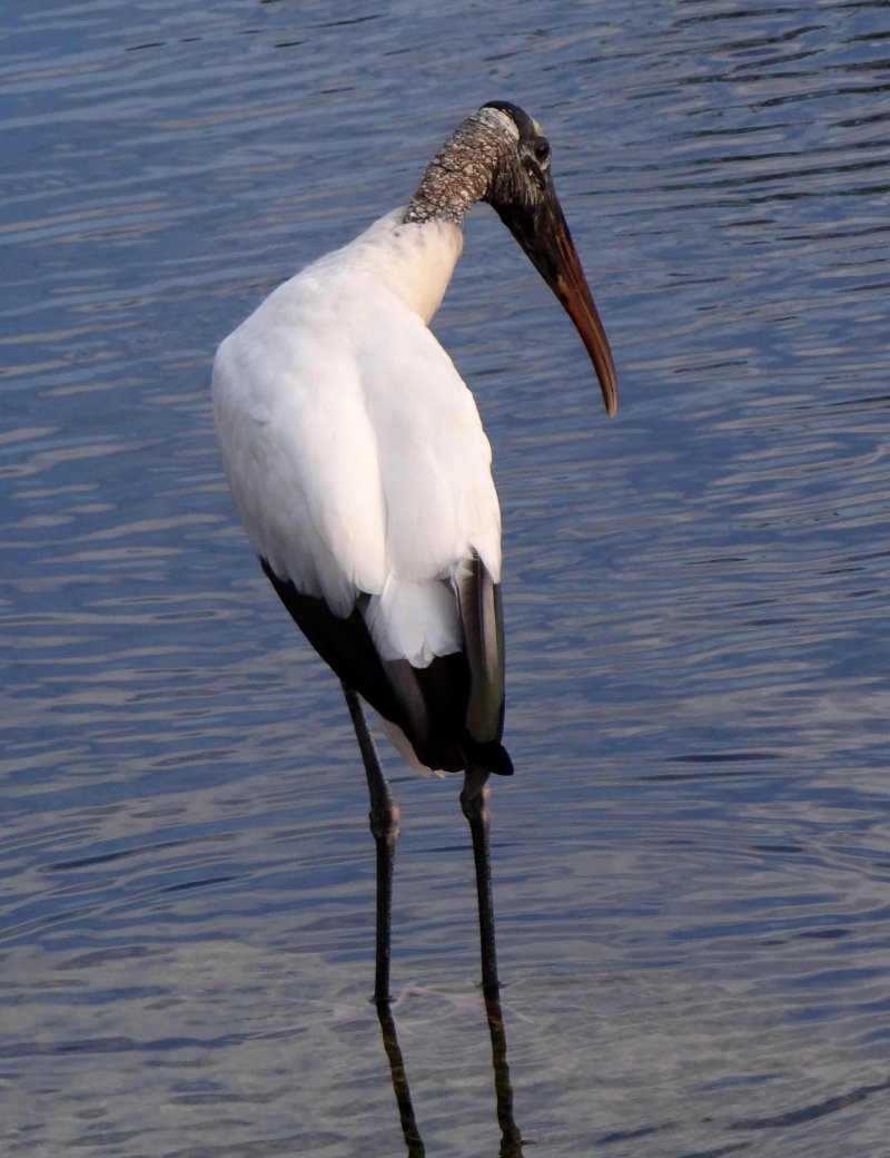 Big Cypress Perserve, FL - Jan. 13, 2013 - adult