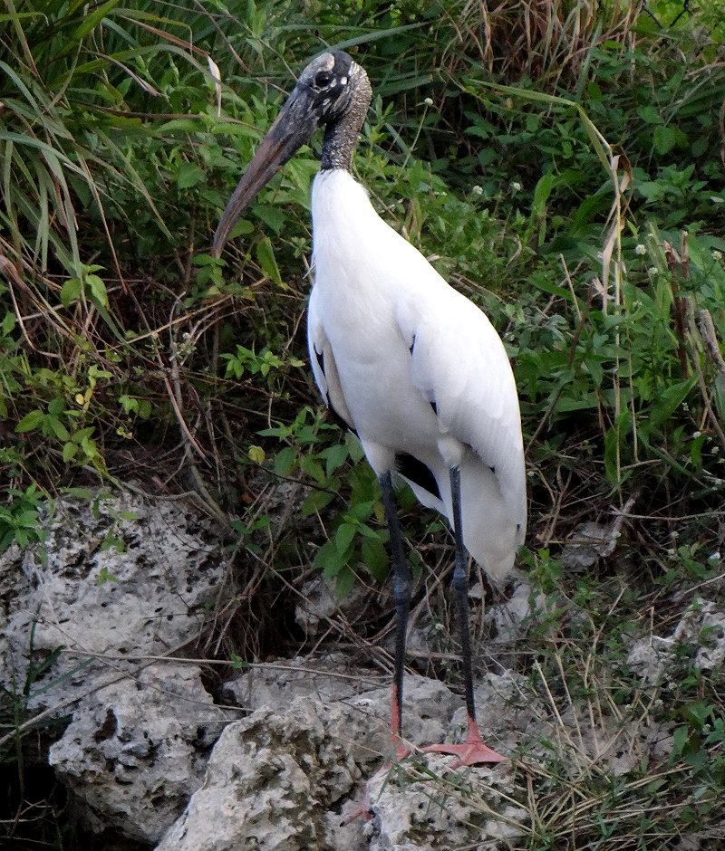 Big Cypress Perserve, FL - Jan. 13, 2013 - adult