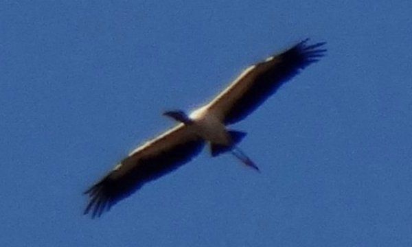 Anhinga Trail, Everglades National Park, FL - Jan. 12, 2013 - in flight