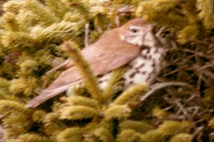 Seal Island, NS - May 21, 1982