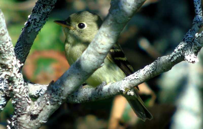 Thomas Road on Cape Forchu, NS - September 4, 2015