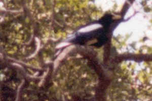 Mines Road, SE of Livermore, CA - May 3, 1980