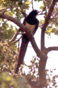 Mines Road, SE of Livermore, CA - May 3, 1980