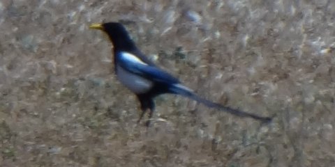 Highway 101, NW of Los Alamos, CA - Apr. 28, 2013