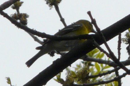 Ottawa West, ON - May 13, 2011