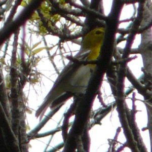 Ottawa West, ON - May 13, 2011