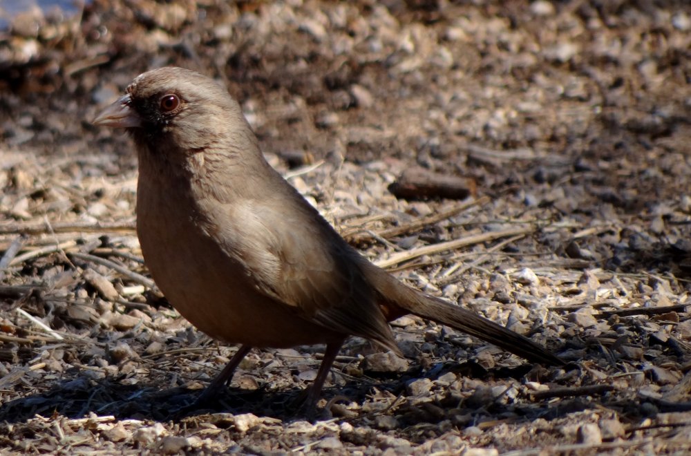 Riparian Sanctuary at Gilbert Water Ranch, Gilbert, AZ - Feb. 29, 2016
