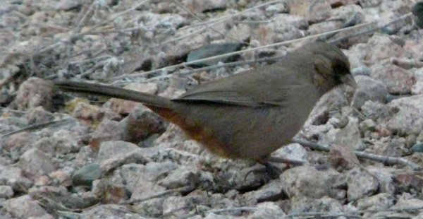 Veteran's Oasis Park, Gilbert, AZ - Jan. 14, 2012