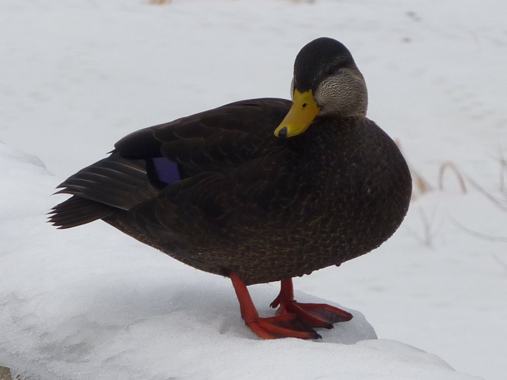 Strathcona Park, Ottawa, ON - Dec. 27, 2009