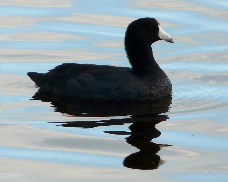 Mrazek Pond, Everglades National Park, FL - Jan. 12, 2013