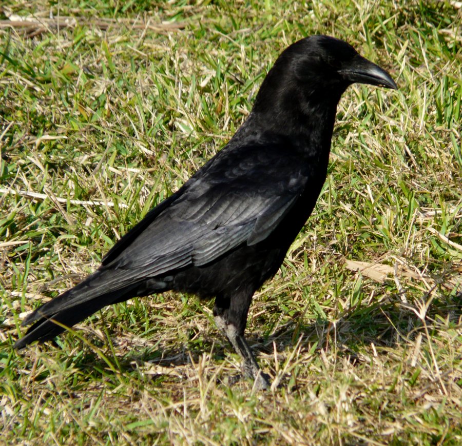Mrazek Pond, Everglades National Park, FL - Jan. 12, 2013