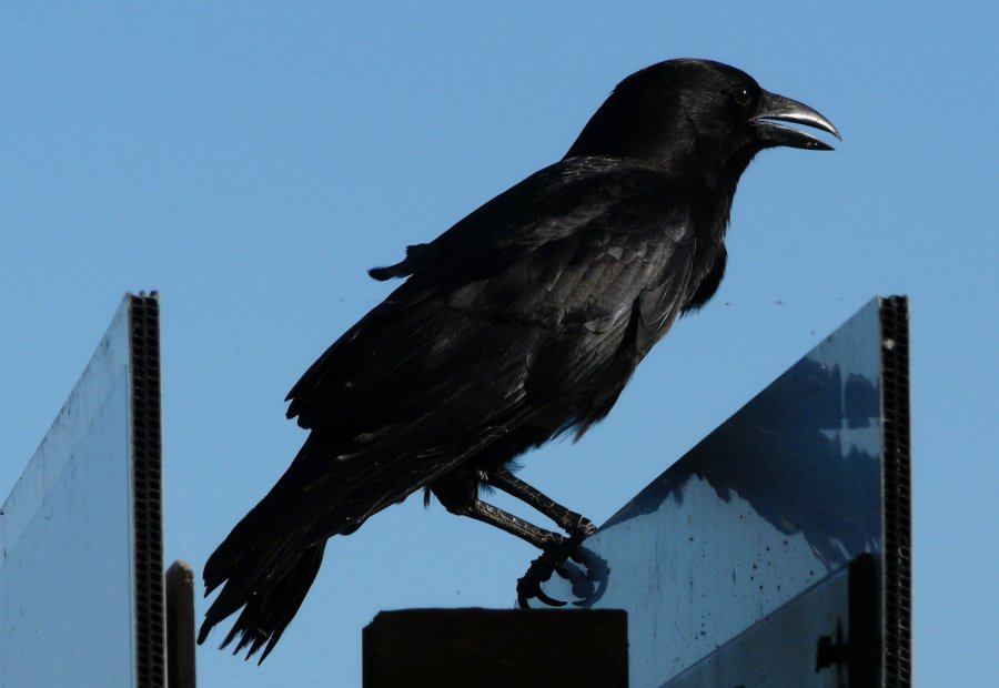 Mrazek Pond, Everglades National Park, FL - Jan. 12, 2013