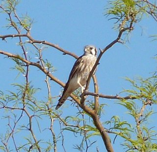 Casa Grande National Monument, Coolidge, AZ - Apr. 3, 2010