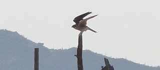 Casa Grande National Monument, Coolidge, AZ - Apr. 3, 2010