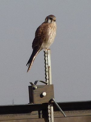 S of Eloy, AZ - Jan. 4, 2011