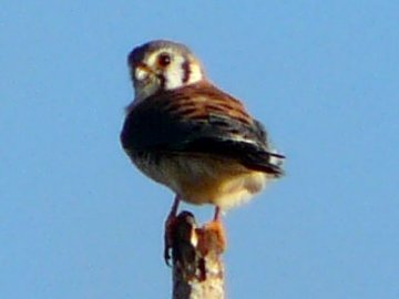 Flamingo, Everglades National Park, FL - Jan. 12, 2013 - male