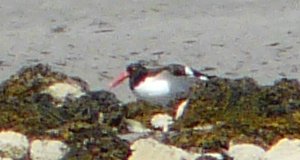 The Hawk, Cape Sable Island, NS - Sep. 6, 2014