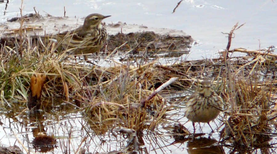 Bosque del Apache, NM - Dec. 20, 2011