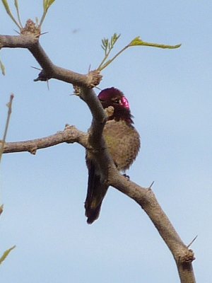 Gilbert Water Ranch, Gilbert, AZ - Apr. 2, 2010 - male