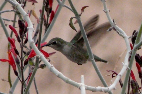 Veteran's Oasis Park, Gilbert, AZ - Jan. 14, 2012 - immature