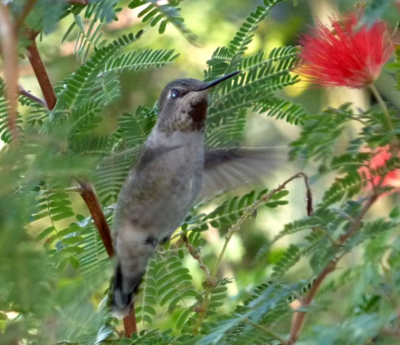 Boyce-Thompson Arboretum, Superior, AZ - Dec. 26, 2010 - female