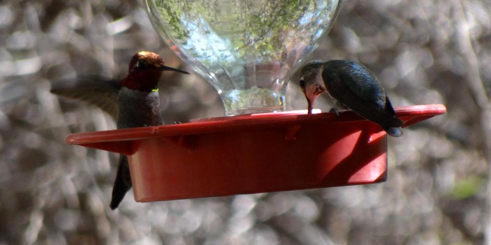 Boyce-Thompson Arboretum, Superior, AZ - Feb. 26, 2016 - male (left) and female (right)