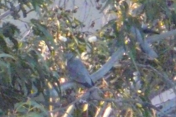Telegraph Hill, San Francisco, CA - May 1, 2013