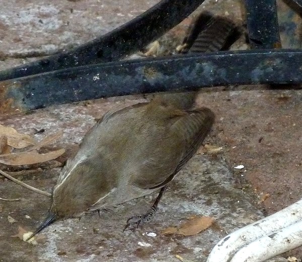 Madera Canyon, AZ - Apr. 8, 2010