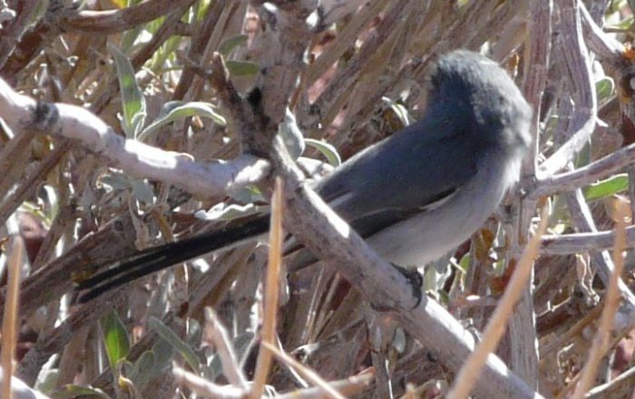 Bill Williams River National Wildlife Refuge, AZ - Jan. 14, 2014