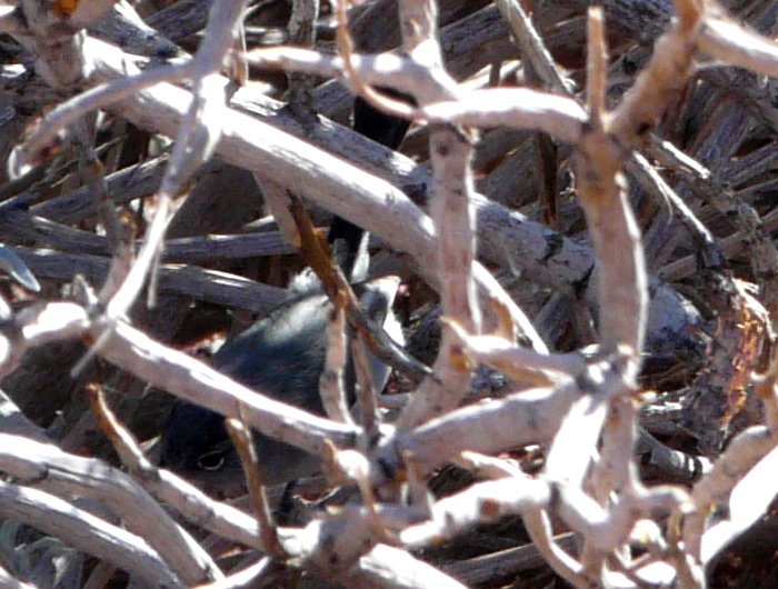 Bill Williams River National Wildlife Refuge, AZ - Jan. 14, 2014