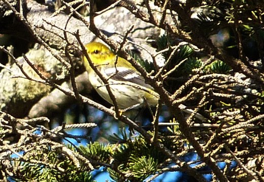 Brier Island, NS - Sep. 5, 2010 - fall plumage