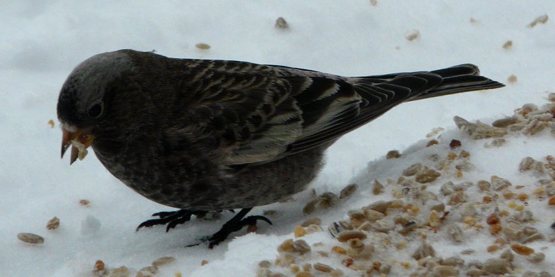 Sandia Crest, NM - Dec. 21, 2011