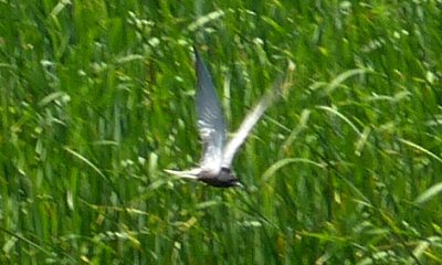 Montezuma NWR Wildlife, NY - July 1, 2011
