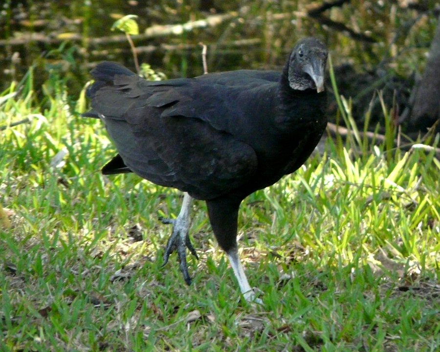 Anhinga Trail, Everglades National Park, FL - Jan. 12, 2013