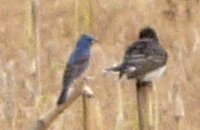 Blackwater NWR Wildlife, MD - May 22, 2011 - to the left of an Eastern Kingbird