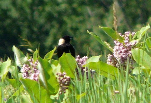 Catamount Outdoor Family Center, North Williston, VT - Jul. 2, 2010 - male