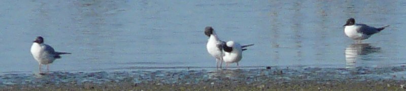 Obsidian Butte, Salton Sea, CA - Apr. 21, 2013 - adult breeding