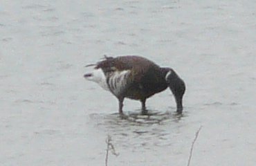 Tijuana Slough National Wildlife Refuge, Seacoast Drive Beach Trail, CA - Apr. 24, 2013 - black form
