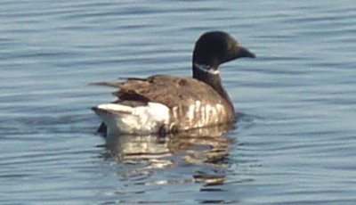 West of Calipatria, CA - Apr. 22, 2013 - black form