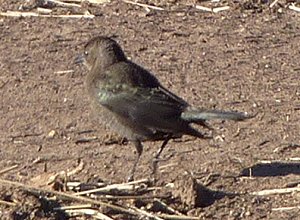 Santa Cruz Flats, AZ - Jan. 4, 2011 - female