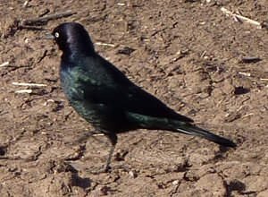 Santa Cruz Flats, AZ - Jan. 4, 2011 - male