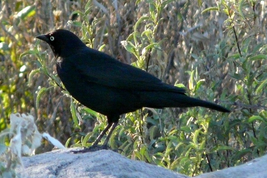 Kennedy Park, Tucson, AZ - Jan. 9, 2012 - male