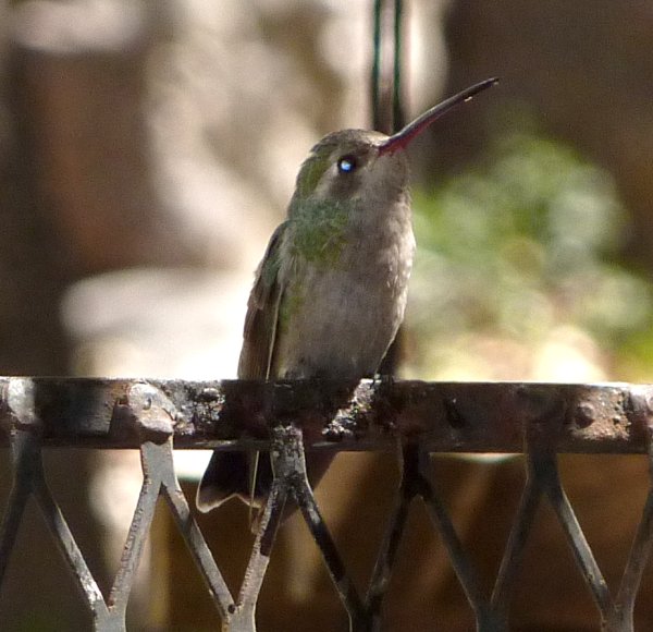 Madera Canyon, AZ - Apr. 8, 2010 - female